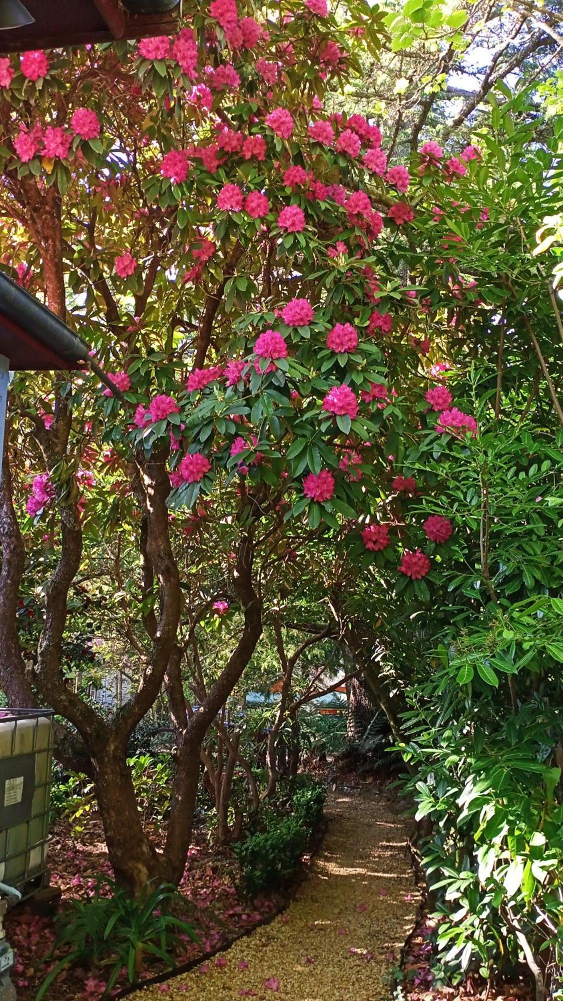 Kubba Roonga Guesthouse - Boutique Luxury Spa Retreat & Gardens - Blue Mountains Blackheath Dış mekan fotoğraf